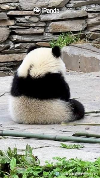 🐒ZiFlux tweet media