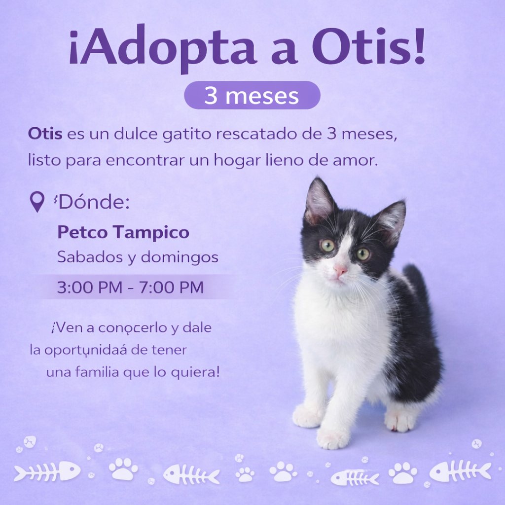 Sociedad Protectora Animal Tamaulipeca Ac tweet media