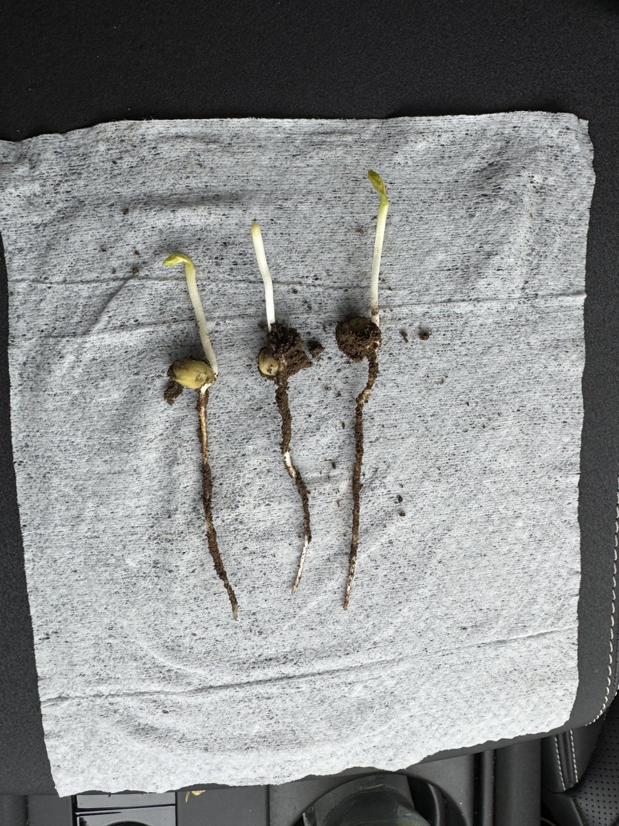 Fen Peas Ltd tweet media