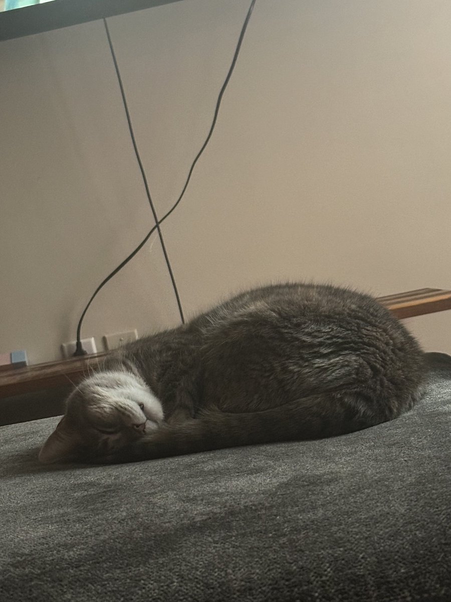 Joari Jostar ⭐️ tweet media