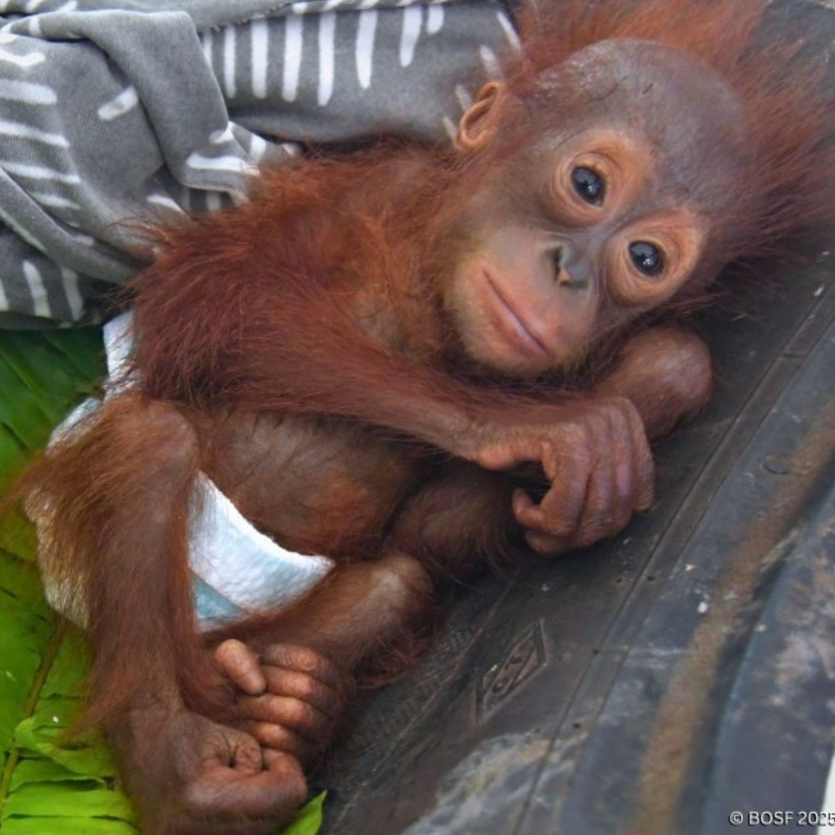 Will be redirecting fees to <a href="/redapes/">Orangutan Outreach 🦧❤️🌳</a> in support of Orangutan Outreach and Pororo.

$PORORO