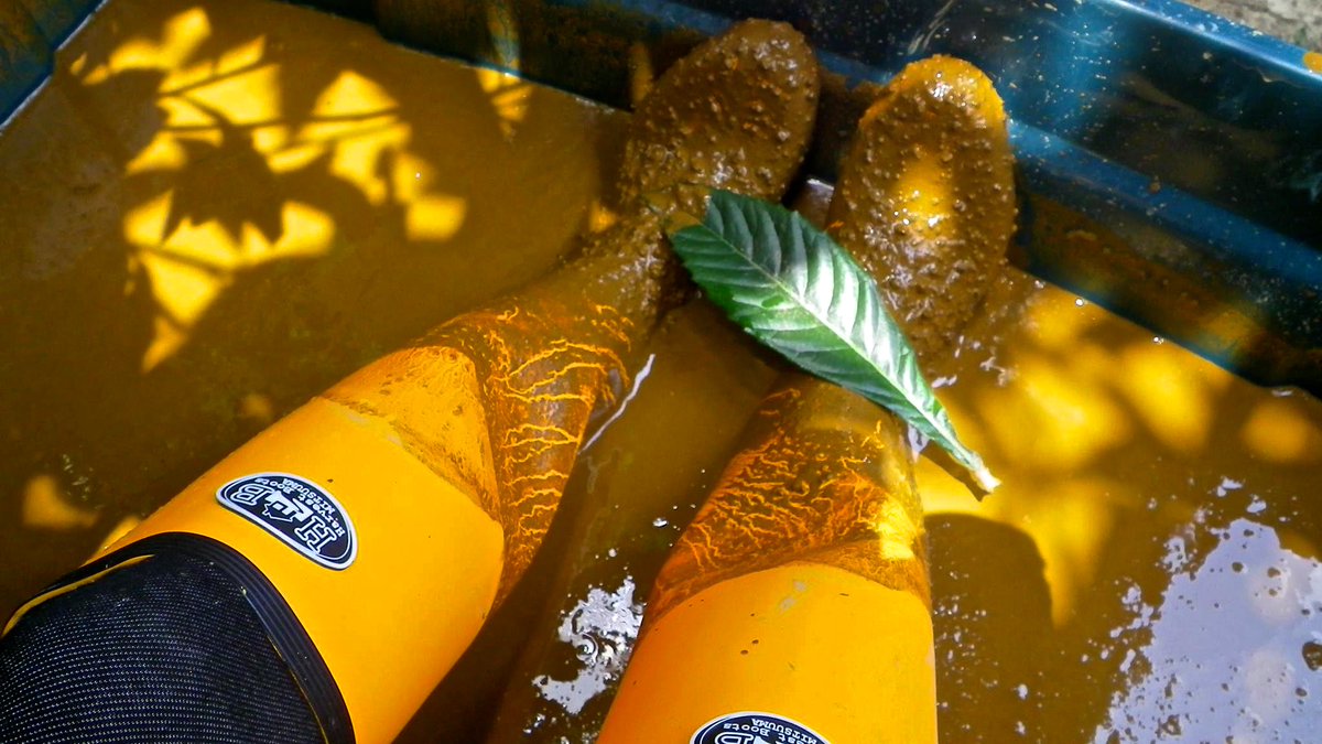 humpychan tweet media