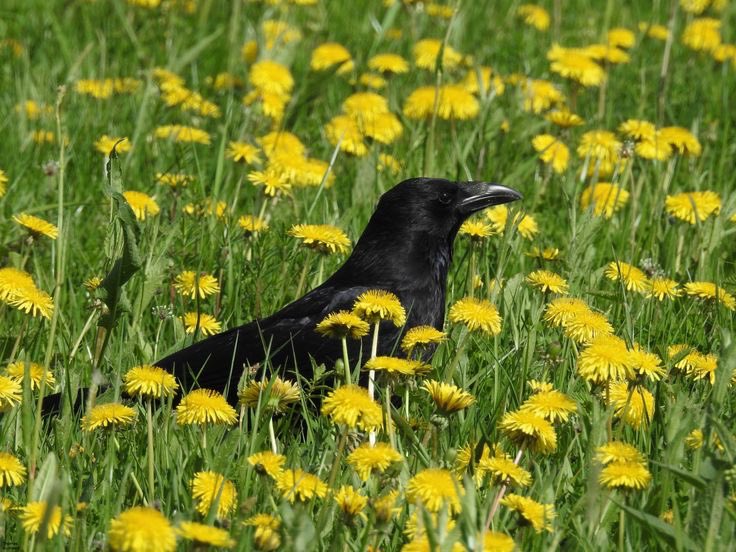 🔆🌻Coco/Fern🌻🔆 Comms Open !! tweet media