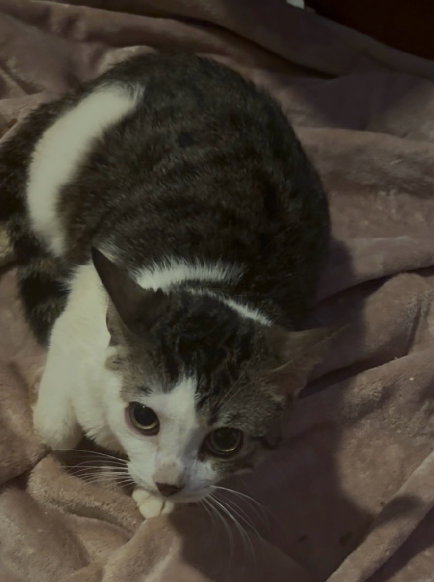 Fortnite🐾 tweet media