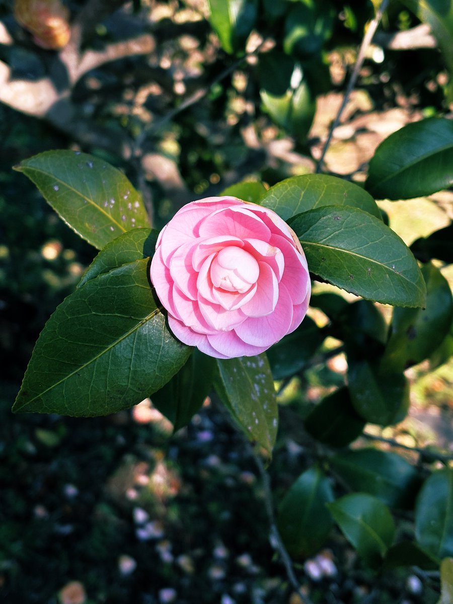 pentaro2010's tweet photo. 神代植物公園の椿ウィークに行って来ました。見頃はもう少し先のようですが、ガイドさんの説明が楽しかったです。ここでしか見られない品種の「神代都鳥」が一輪だけ咲いていました♪ https://t.co/TIZohvzvmi