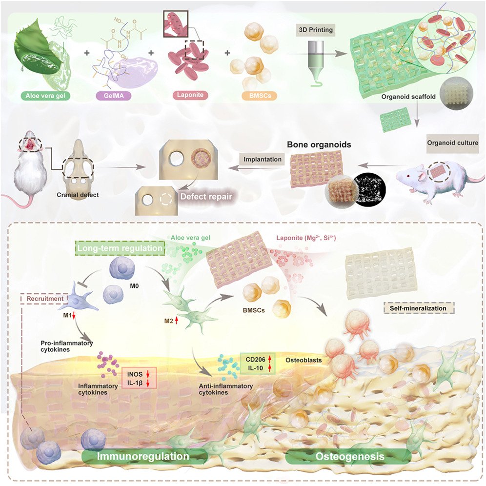 Organoid News tweet media