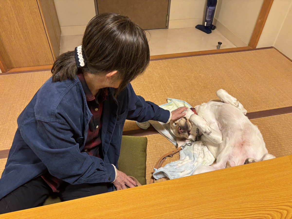 日本ライトハウス　盲導犬訓練所 tweet media