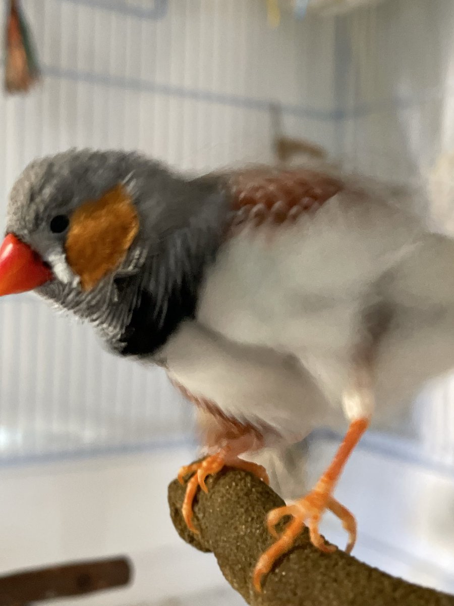 Aves • Artist & Finch Parent tweet media