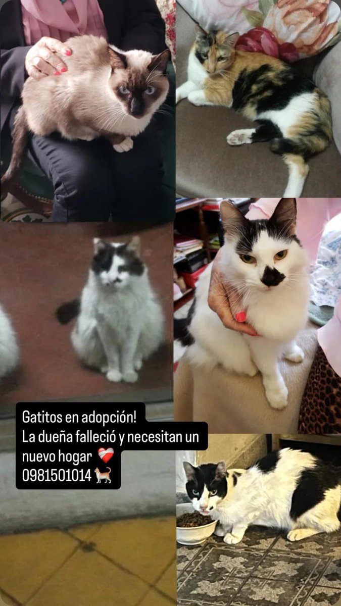Salvando Hocicos Paraguay tweet media