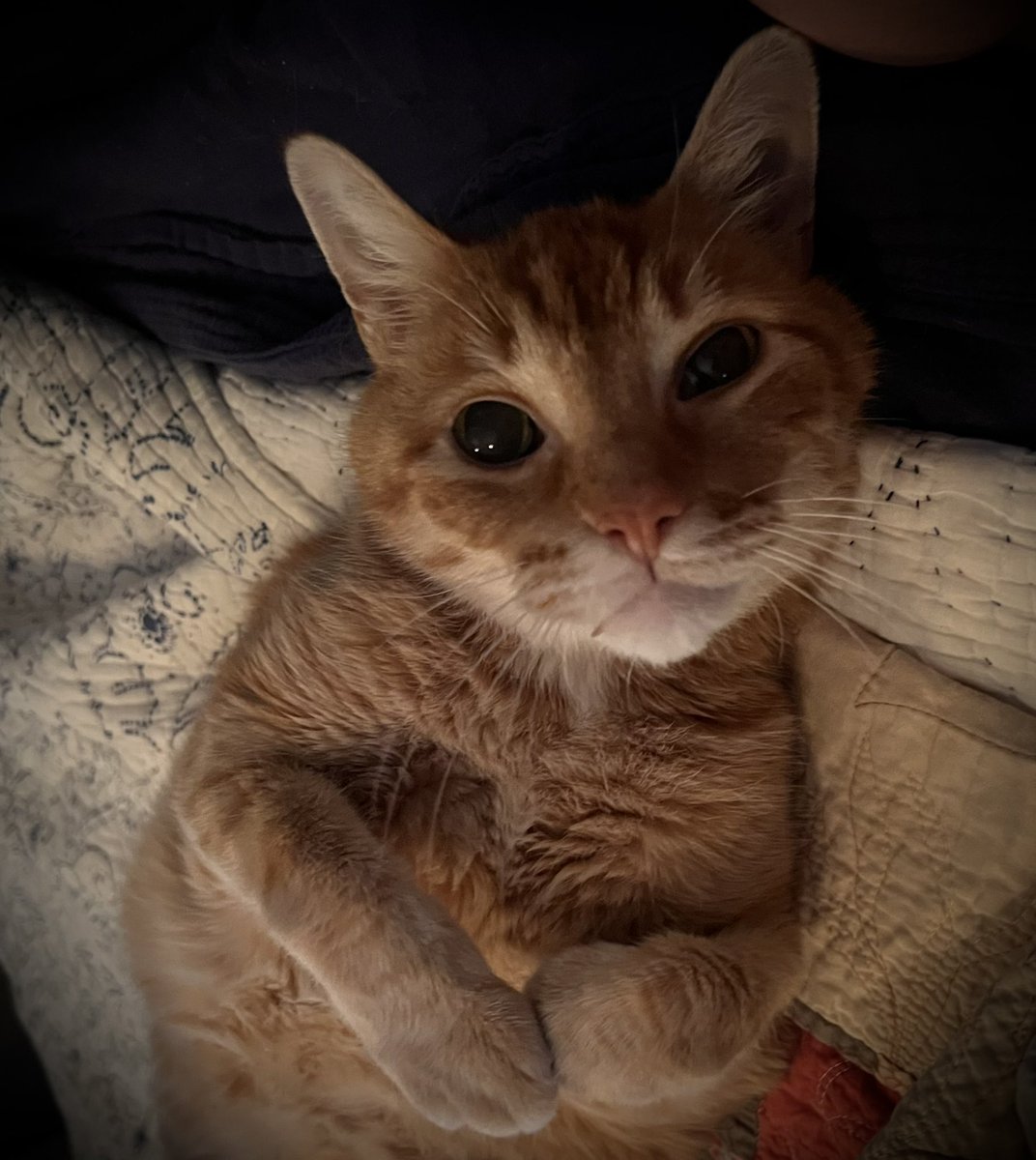 AmericanTemplar tweet media