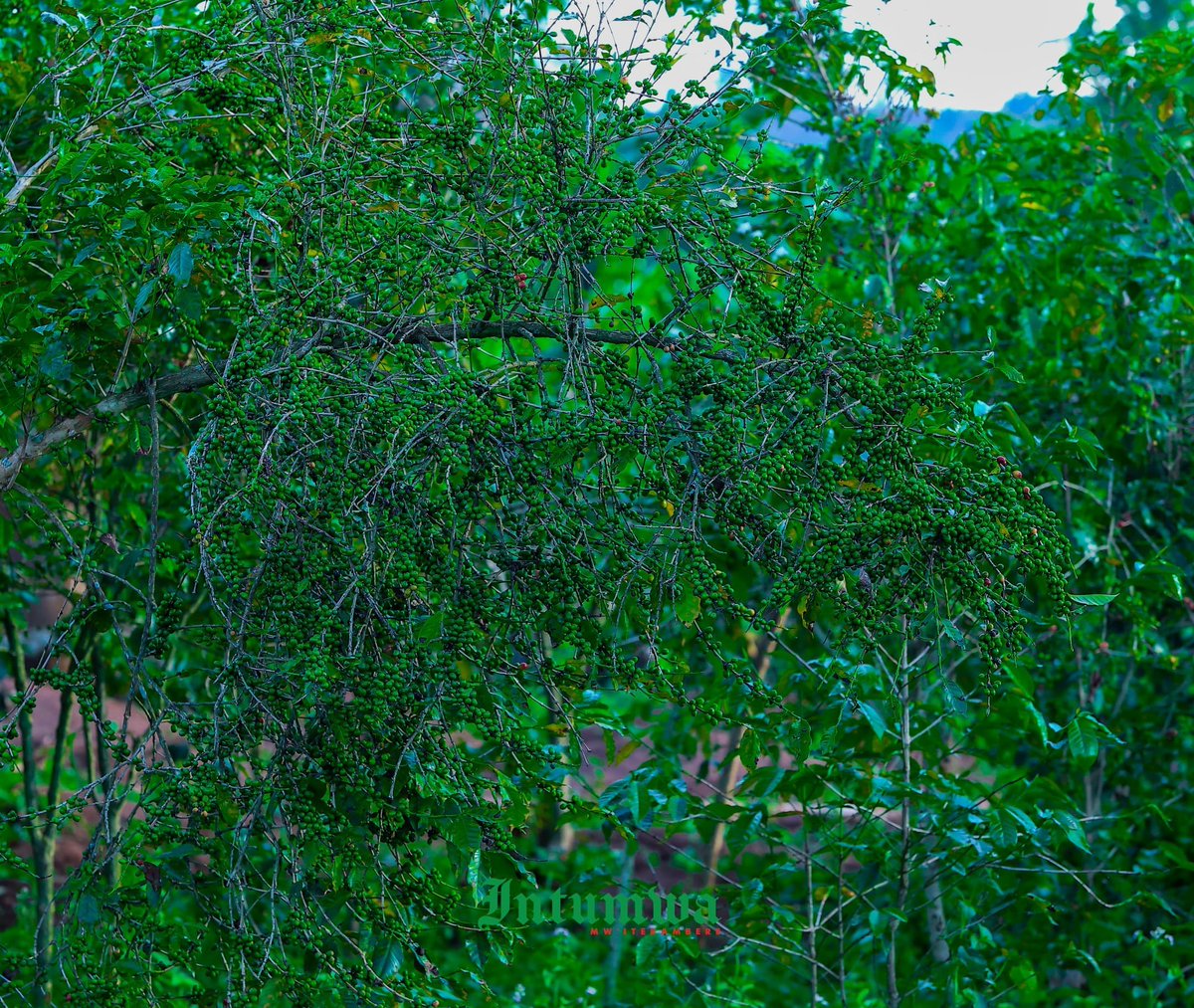 JClaudeNshimir's tweet image. Le 12/3/2026, le Secrétaire Général @CnddFdd @R_Ndikuriyo, a rencontré les responsables administratifs et les cadres du parti de la commune de #Busoni à #Butanyerera. Dans cette localité, la politique de promotion du caféier et d’autres cultures donne des résultats satisfaisants.