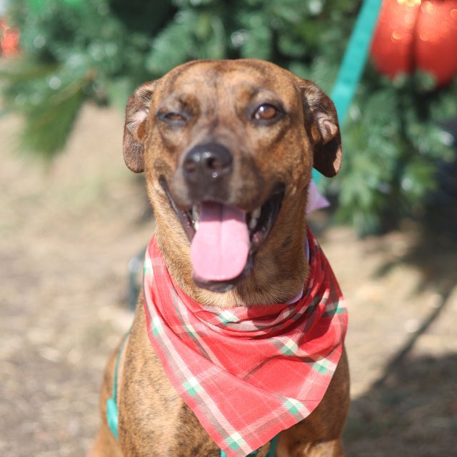 _taysmyoxygen1d's tweet photo. In  #Texas and you can #AdoptDontShop or #Foster? Email 👇🏼 

📧 acsadoptions@sanantonio.gov 

📧acsrescue-foster@sanantonio.gov 

Out of state adopters please reach out to these rescues now⏰ https://t.co/26MS1konvh