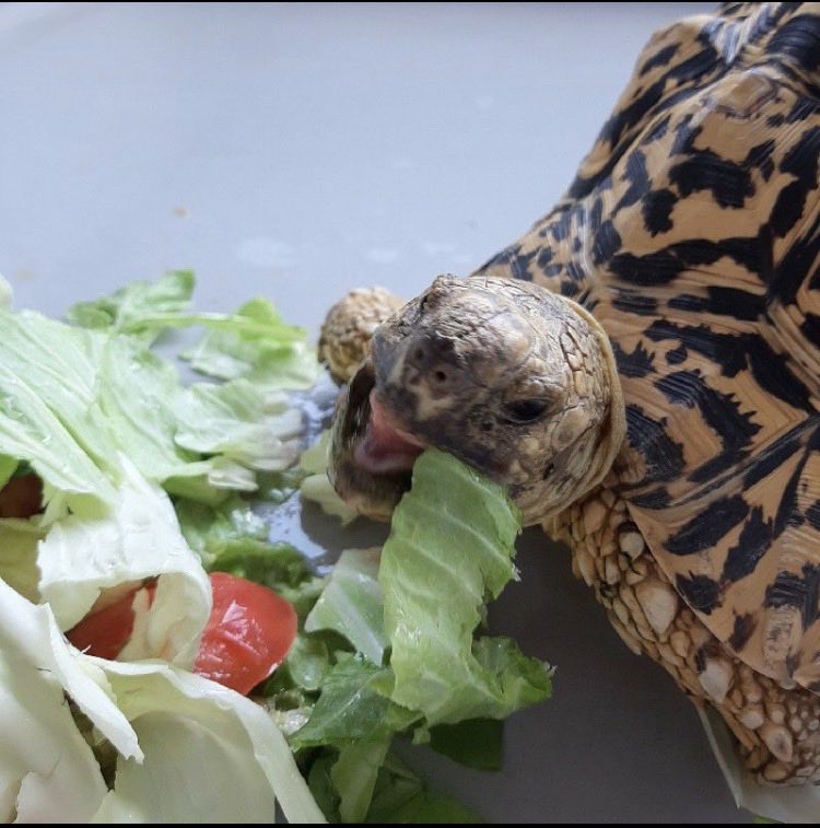 杏の樹 tweet media