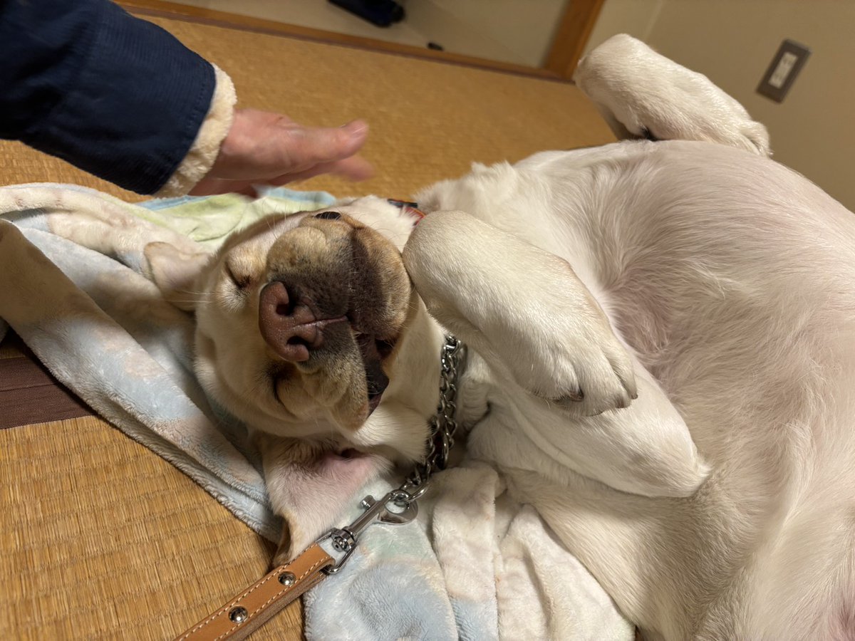 日本ライトハウス　盲導犬訓練所 tweet media