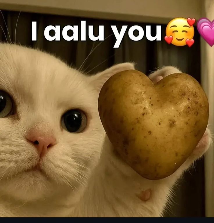 Atalla 🐻 tweet media