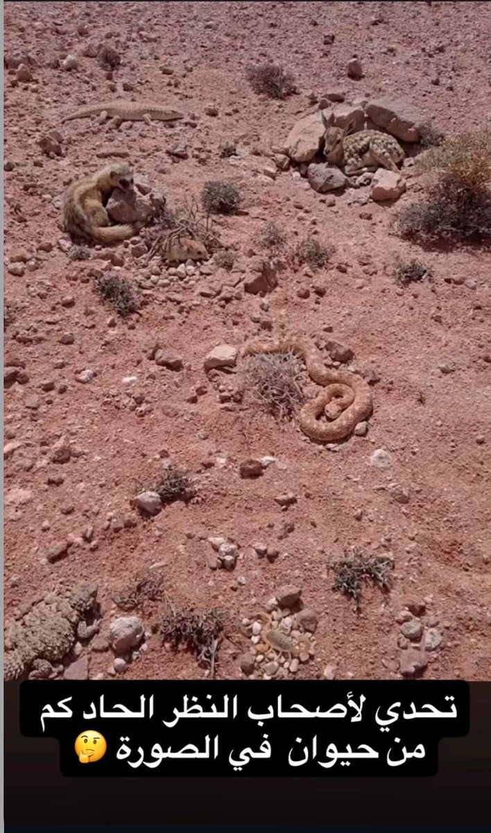 سالم الوارد المري tweet media