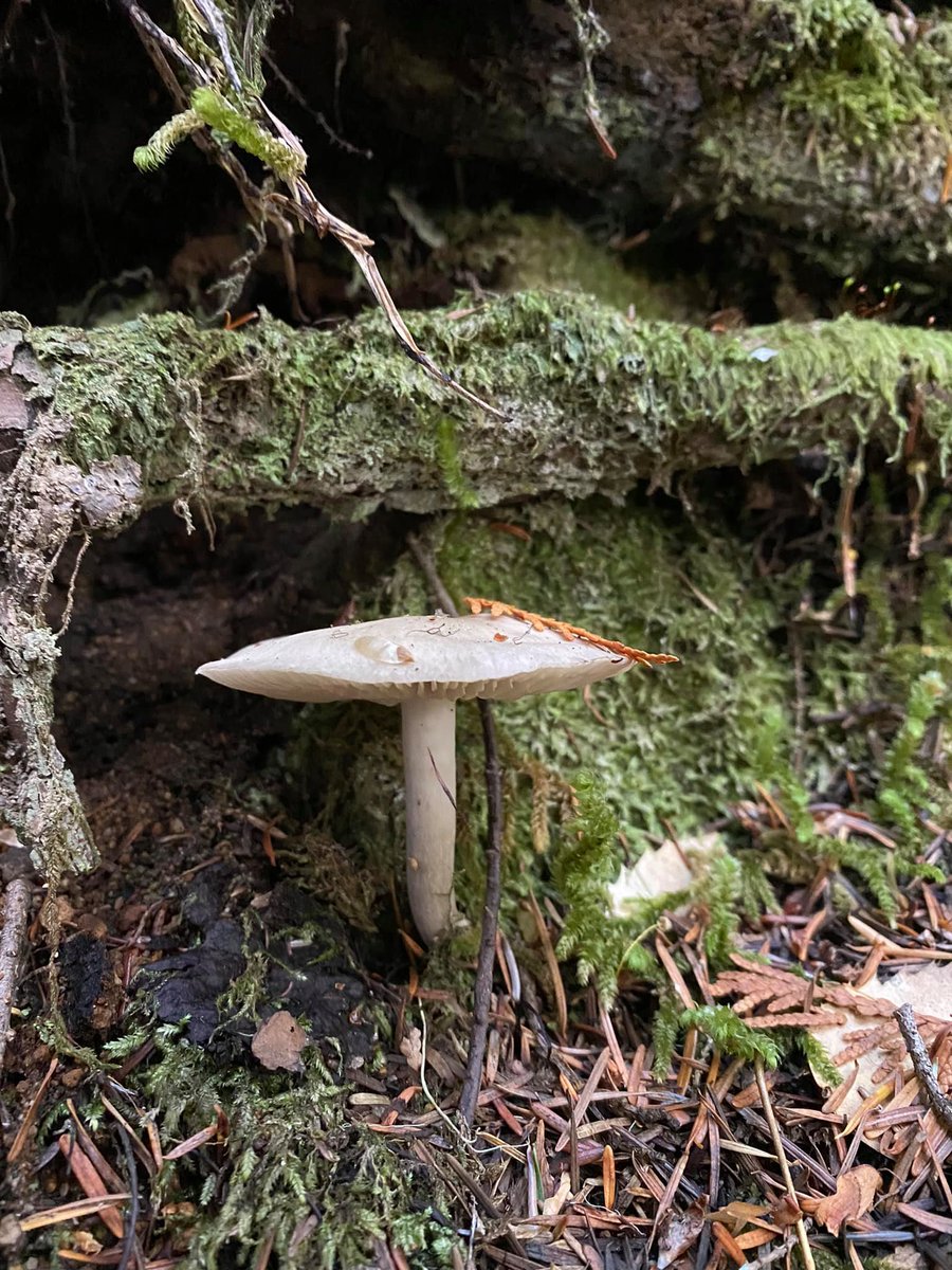 Visit Rainier tweet media