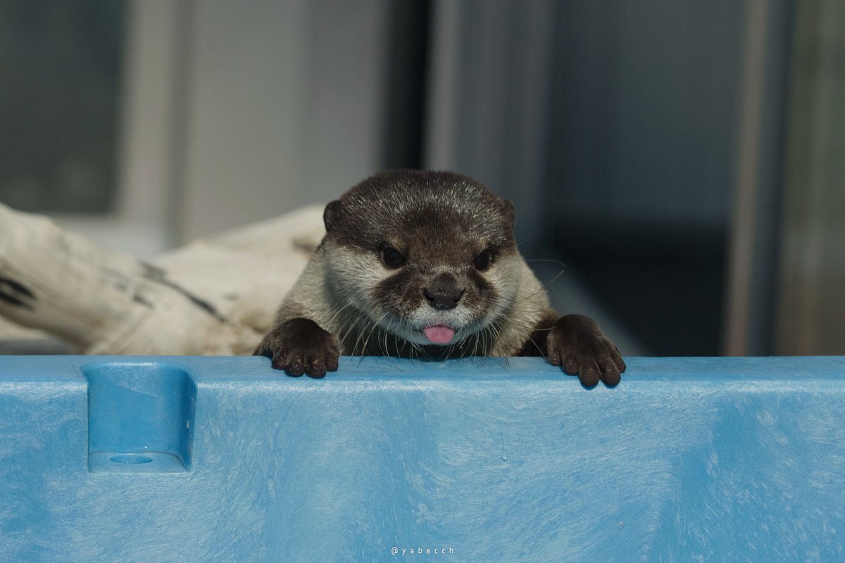 yabecchのヤマネコ以外な成分 tweet media