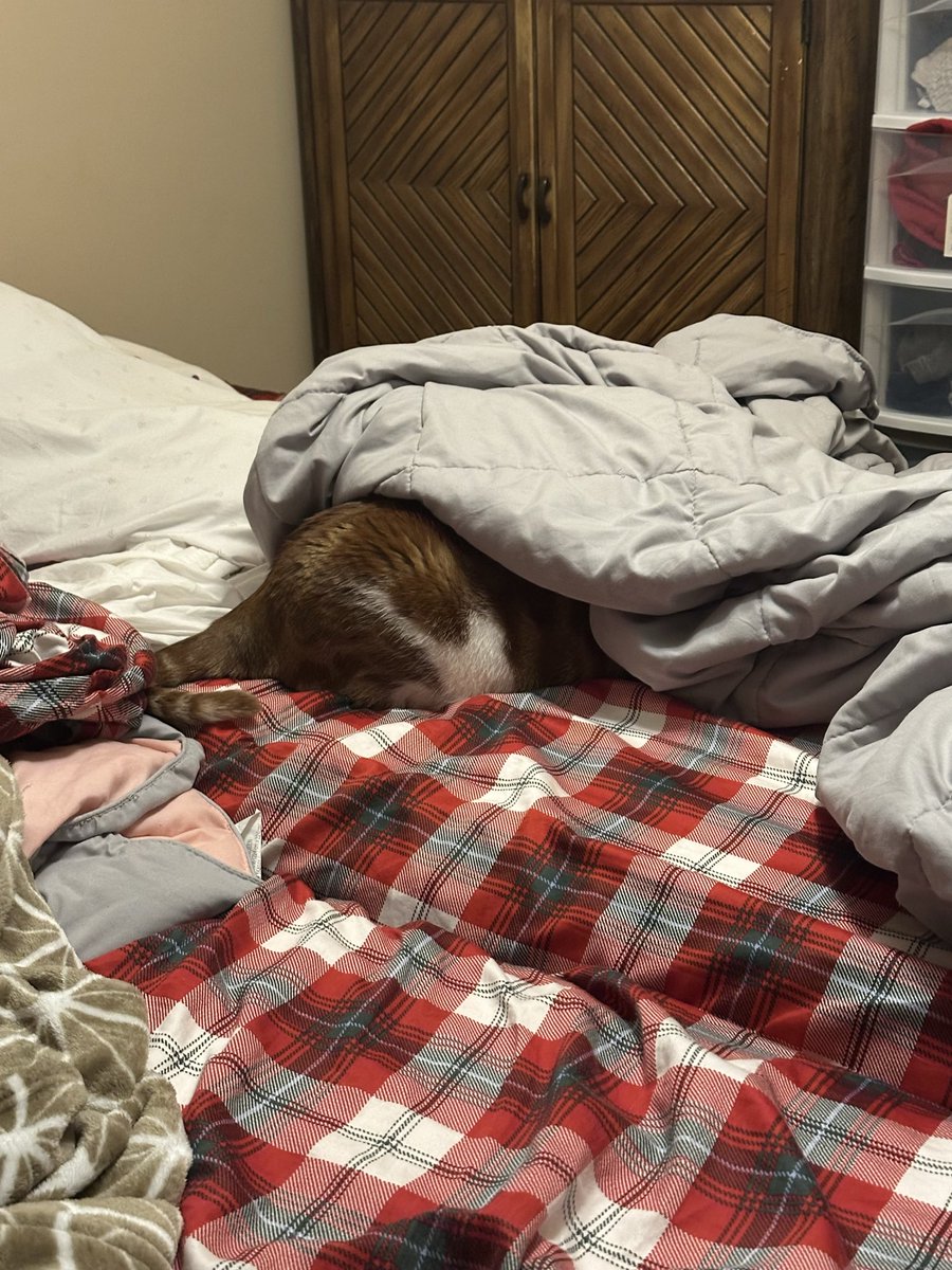 Two Smart Bookcats tweet media