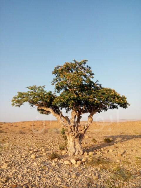 ابوعمران - حضرموت tweet media