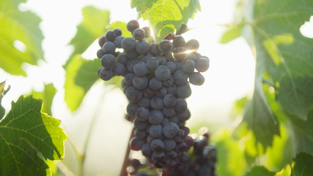 Channel 31 tweet media