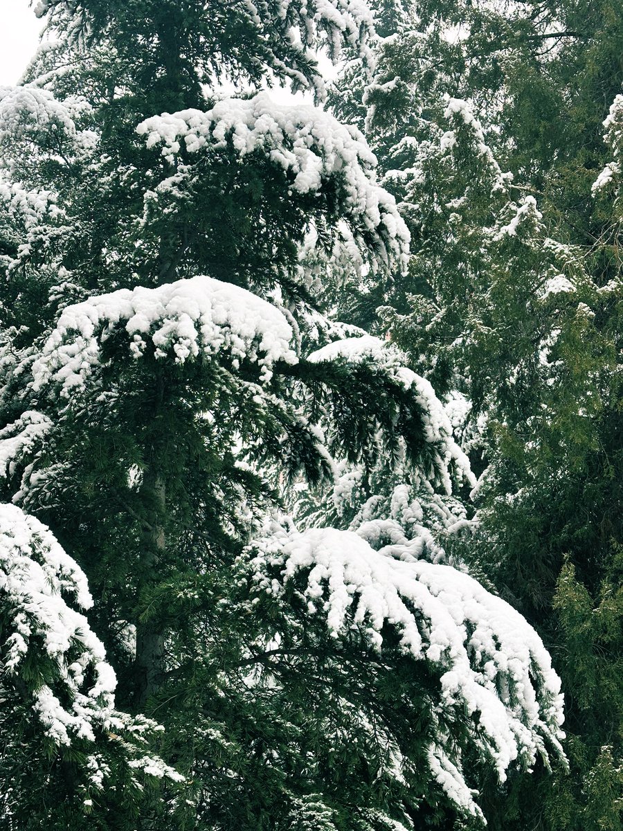 david_andrew123's tweet image. Snow day perfection! ❄️🎢 The slides are buried in fluffy snow, and the pine trees are wearing thick white coats ✨🌲. This quiet, frosty park is the coziest winter escape ever!

#SnowyMagic #WinterVibes #ParkLife