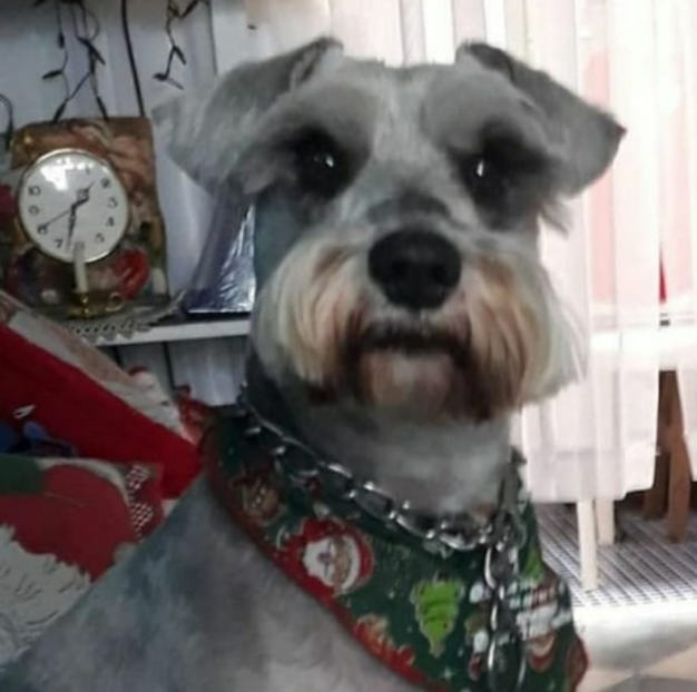 ᙃᥲʋɩᑯ ᙏᥲɾtɩ́ᥒᥱⱬ ᙎ (Ψ) tweet media