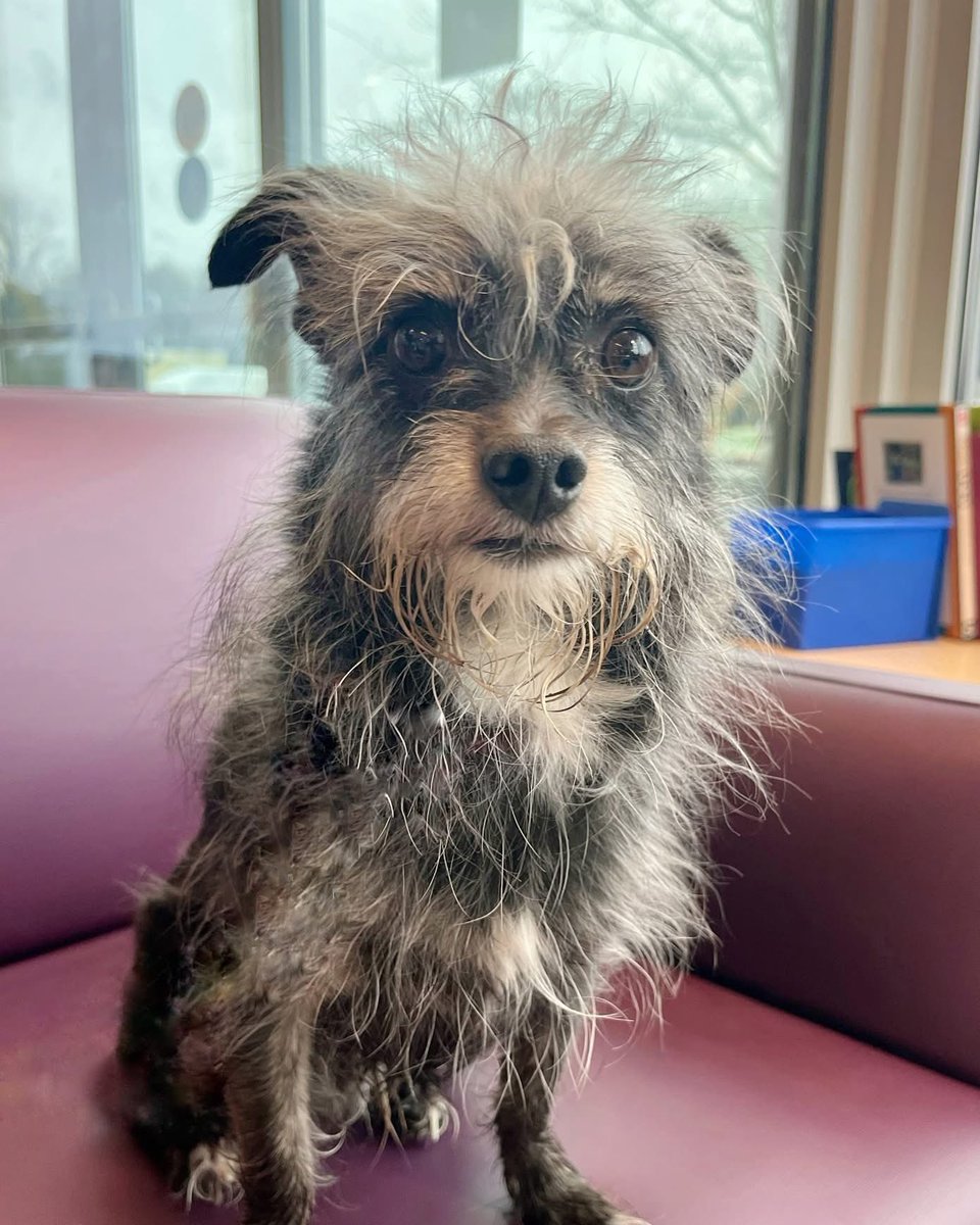 Rescue Dogs Rock, D.C. 🐾🐾🇺🇸 tweet media