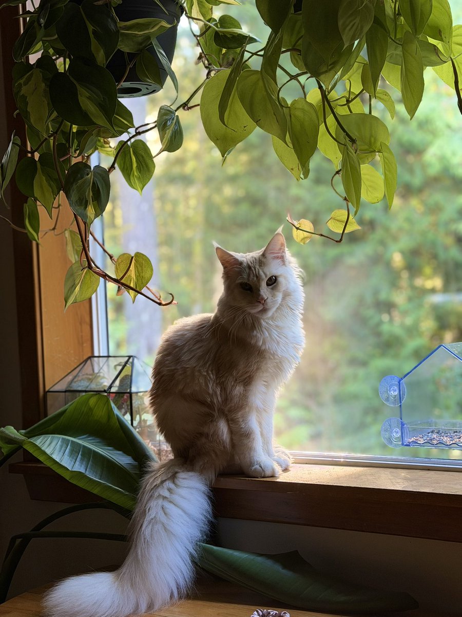 🐹OnlyHams🐹 & other pets tweet media