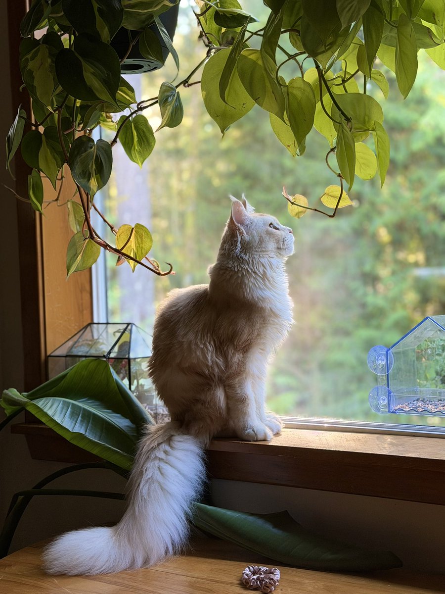 🐹OnlyHams🐹 & other pets tweet media