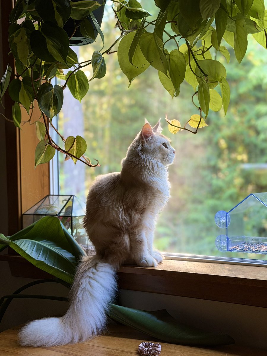 🐹OnlyHams🐹 & other pets tweet media