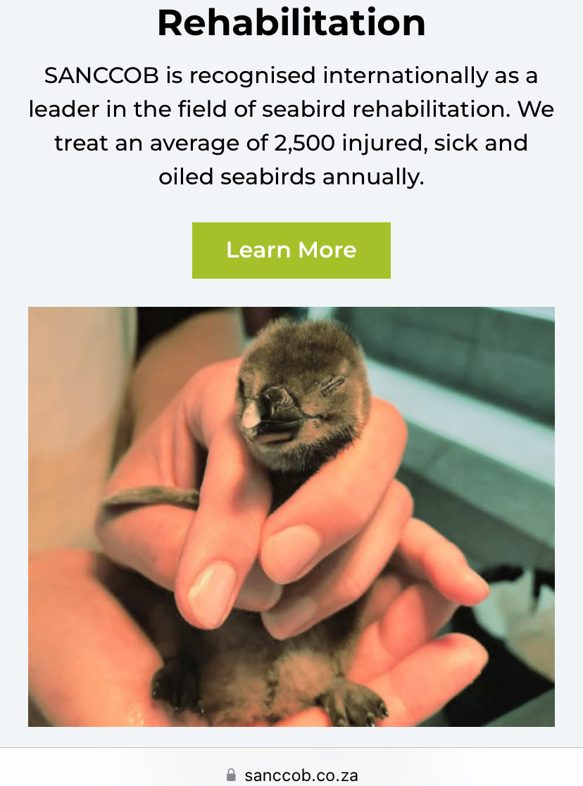 Space Penguin tweet media