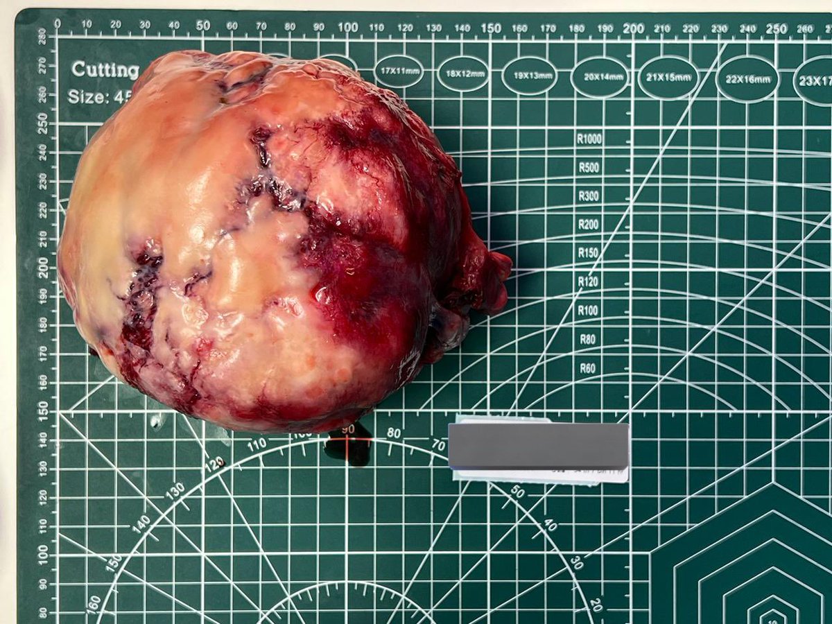 ♡ʕ •ᴥ•ʔ♡ tweet media