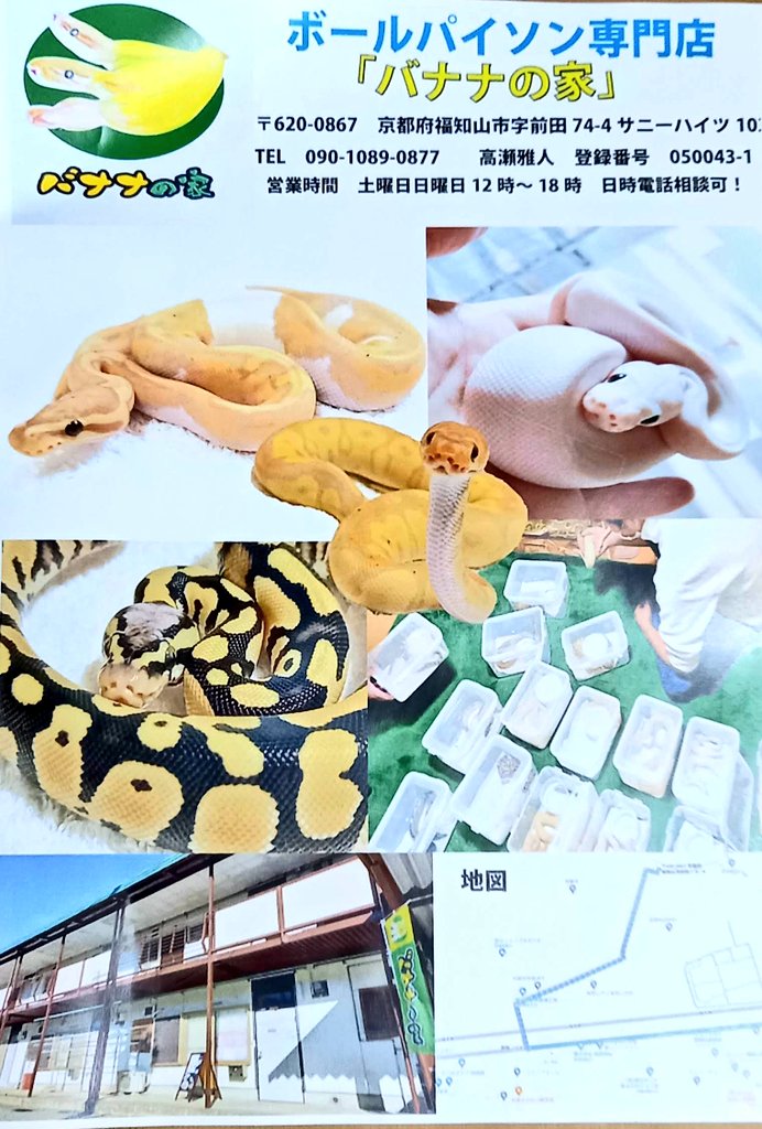 バナナ@バナナの家 tweet media