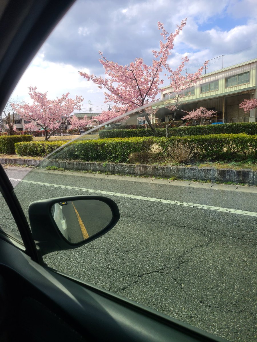 kosmile0617's tweet photo. 倉敷で桜を見ることになろうとは https://t.co/26bNESyfeR