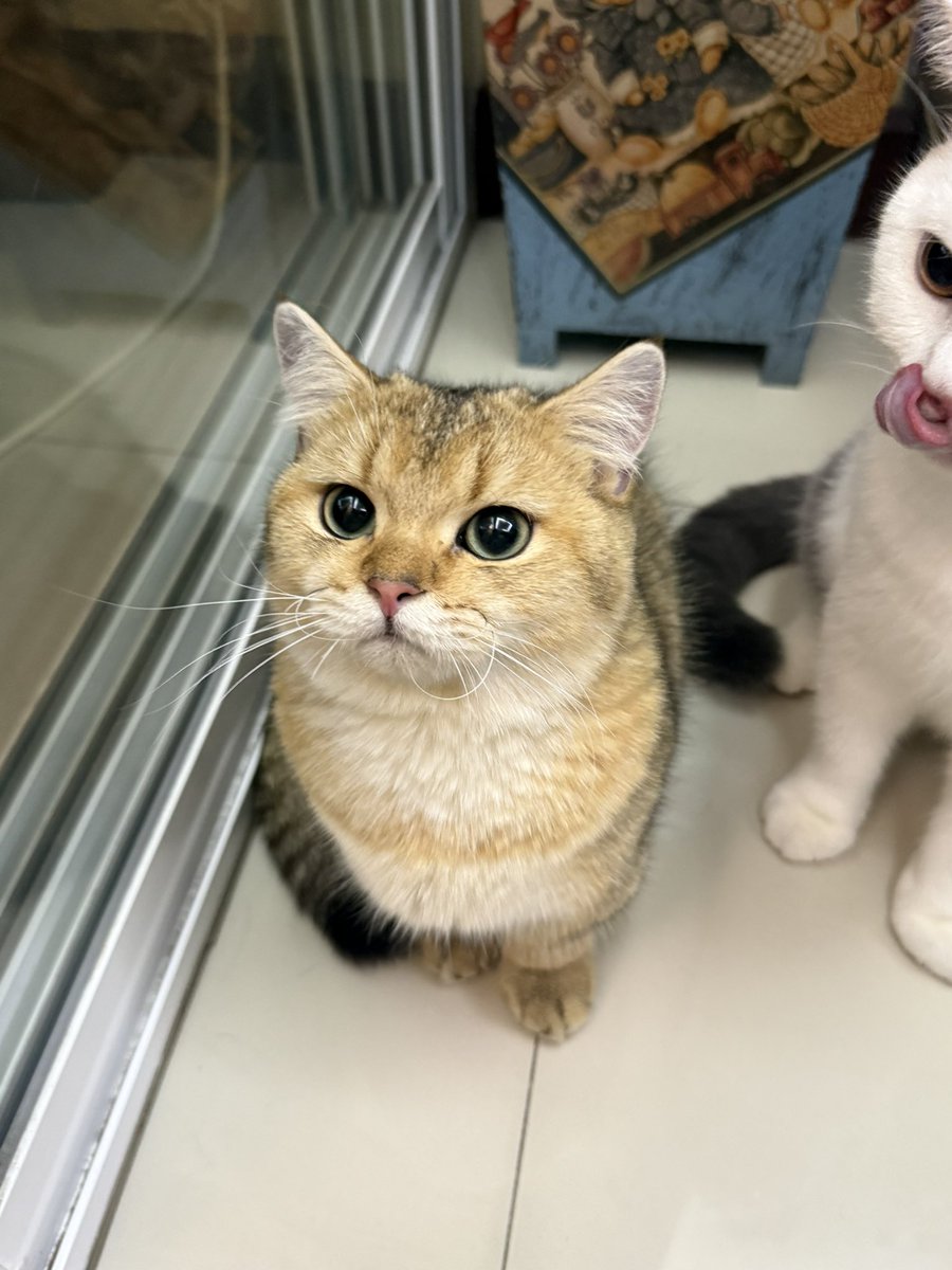 แงวเด่ก