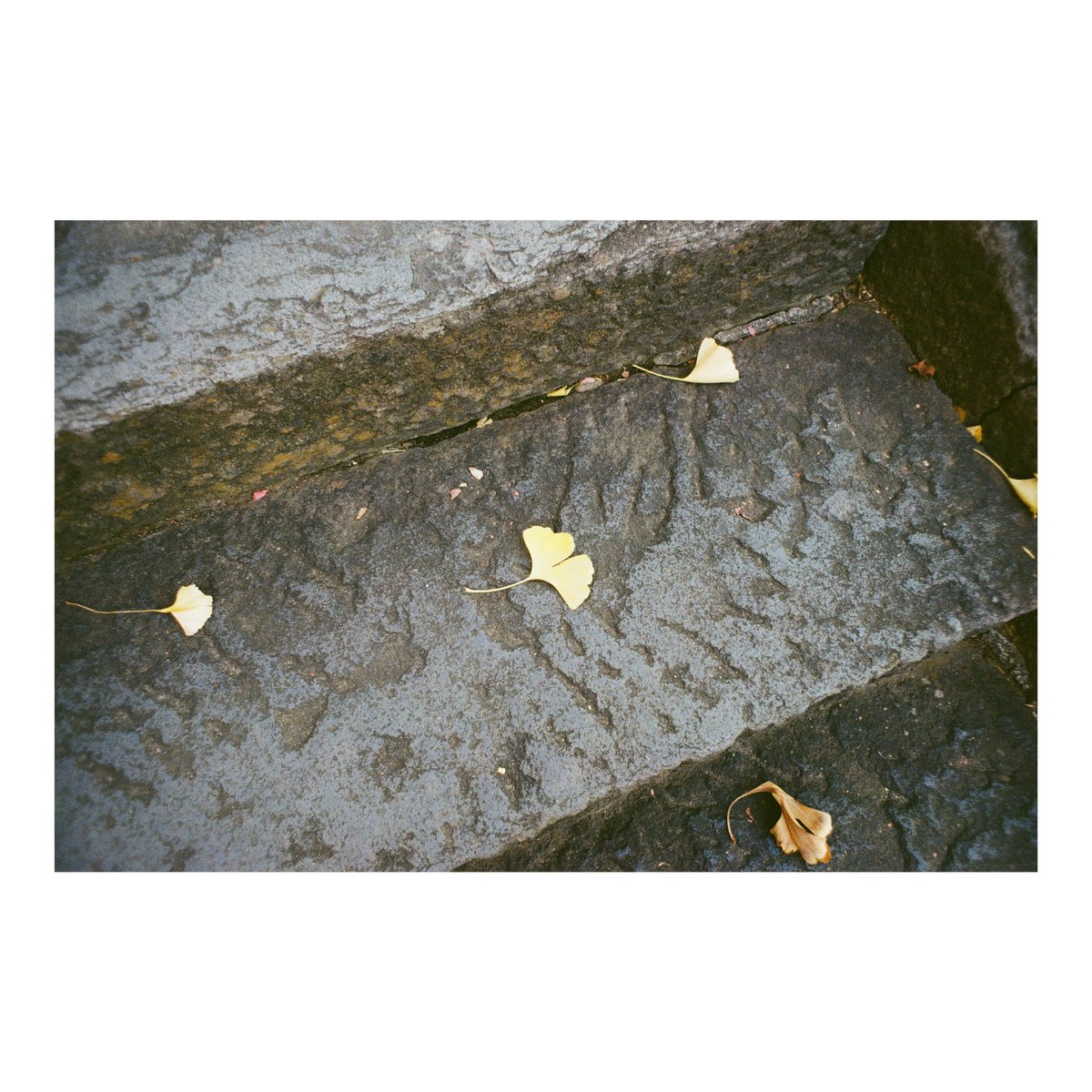 LeoPatriarchXIV's tweet photo. 📷:ASAHI PENTAX SL
🔍:Super Takumar 28mmF3.5
🎞️:FUJIFILM200
#pentaxsl
#takumar
#filmphotography
#フィルム写真
#leopfilm https://t.co/NPTd65uzhR