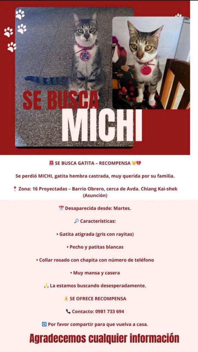diazpapi's tweet photo. Ayúdennos a encontrar a Michi. Ella se perdio la semana pasada en zona barrio Obrero. Es un gatita muy cariñosa y está castrada. Llevaba un collar como en la foto con los datos de los familiares. 

Su RT es bienvenido hasta que vuelva a casa. 

Más datos en la imagen. https://t.co/nQkEUt2qz1