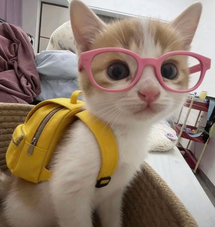 Cat Lovers 🐈 tweet media