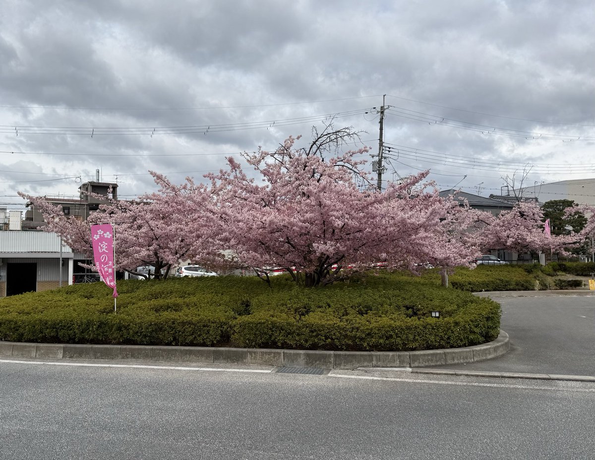 yodo_sakura's tweet photo. 昨夜も深夜に撮影されている方を複数見かけたと聞きました。
この場所は住宅街の中にあり、夜間は住民の方が静かに過ごす時間帯でもあります。
ライトアップが行われていないのも、そうした環境によるものです。
現地を訪問される際は、夜間の訪問や撮影は控えていただき、周辺にお住まいの方へのご配慮をお願いいたします。

気温が低いため雨が降らない限りまだしばらくは満開の状況を楽しめると思います🌸