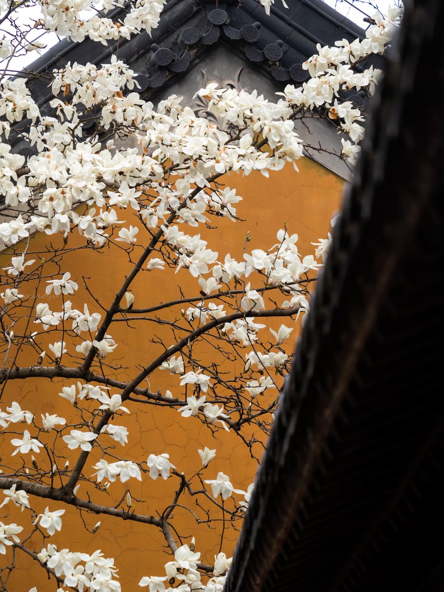 inJiangsuJP's tweet photo. 南京・春の限定コンビ🌸 千年の古寺で出会う、はなやぐモクレン @Visitjiangsu @DiscoverNanjing #SpringInJiangsu #nanjingspring #temples #magnolias #JiangnanCharm #chinatravel #springblooms https://t.co/8qpvlpdyeQ