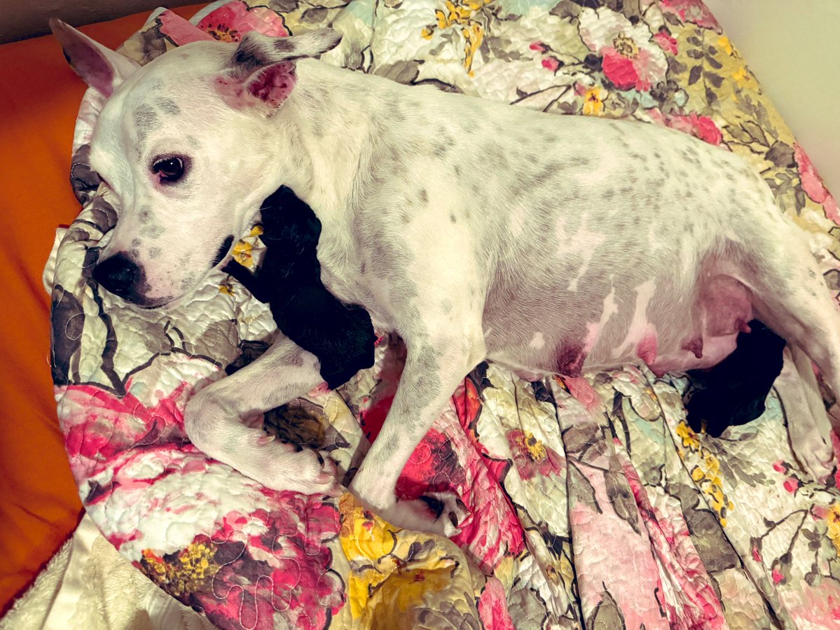 Liz Mejia tweet media