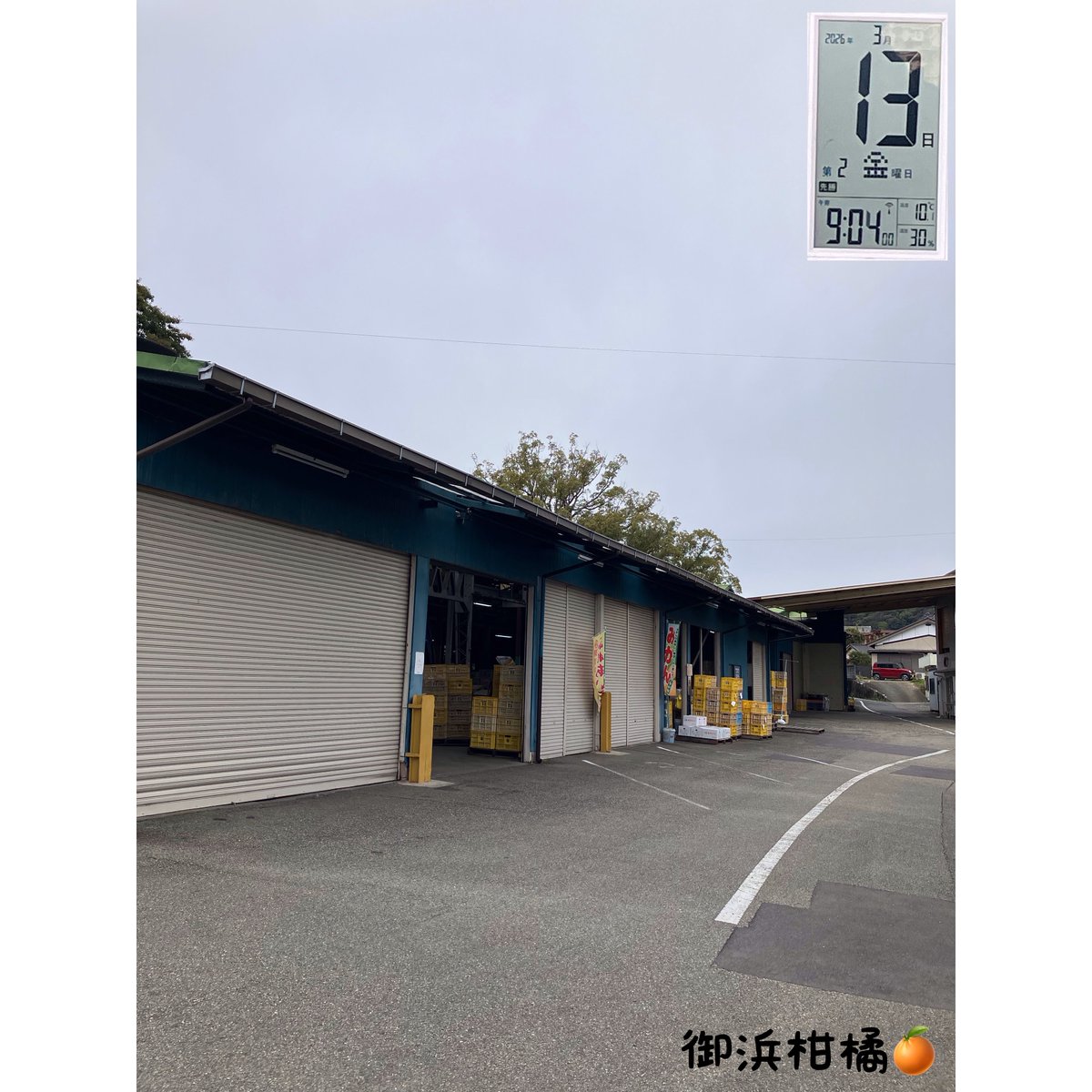 “こだわりみかん”の御浜柑橘 tweet media