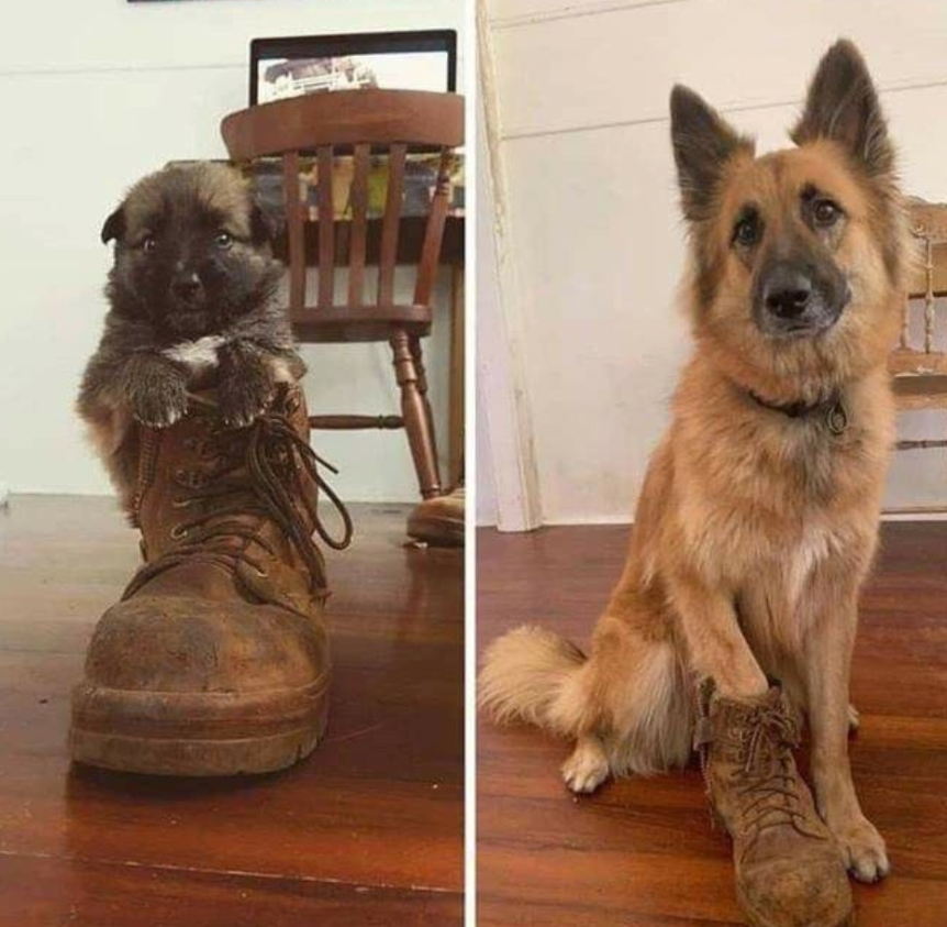 Tweets of Dogs tweet media