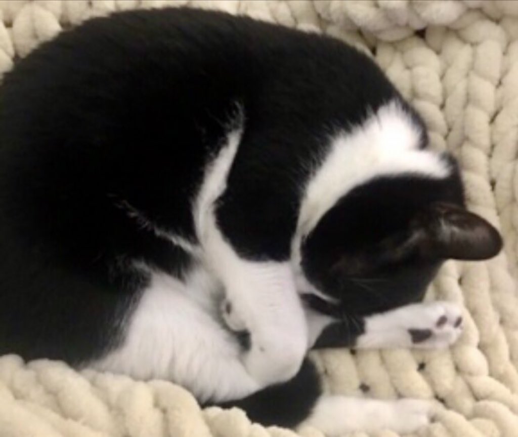 Sophie🐈 Molly🐈 & RIP Boo🐈 tweet media