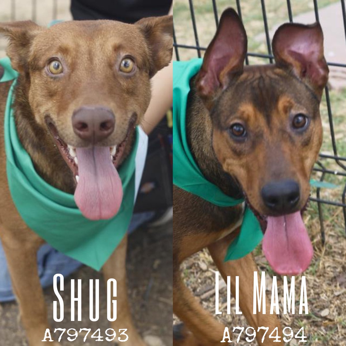 _taysmyoxygen1d's tweet photo. 🆘 2 DOGS TBK☠️ TMW 3.13 BY #SANANTONIO ACS #TEXAS

SHUG 💛#A797493 2yo M 
💕Friendly w people, coexists w dogs w a tense body &amp; tail wag. 
🚨intermt lamen on L pelvic leg, firm palpable swelling (fem fx)

LIL MAMA 🩷#A797494 1yo
💕Friendly, sometimes playfully chases other dogs https://t.co/EursDCa3fD
