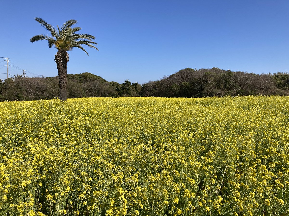 豊橋管理所】今年も伊良湖岬の近く、田原市伊良湖町は菜の花ガーデンの