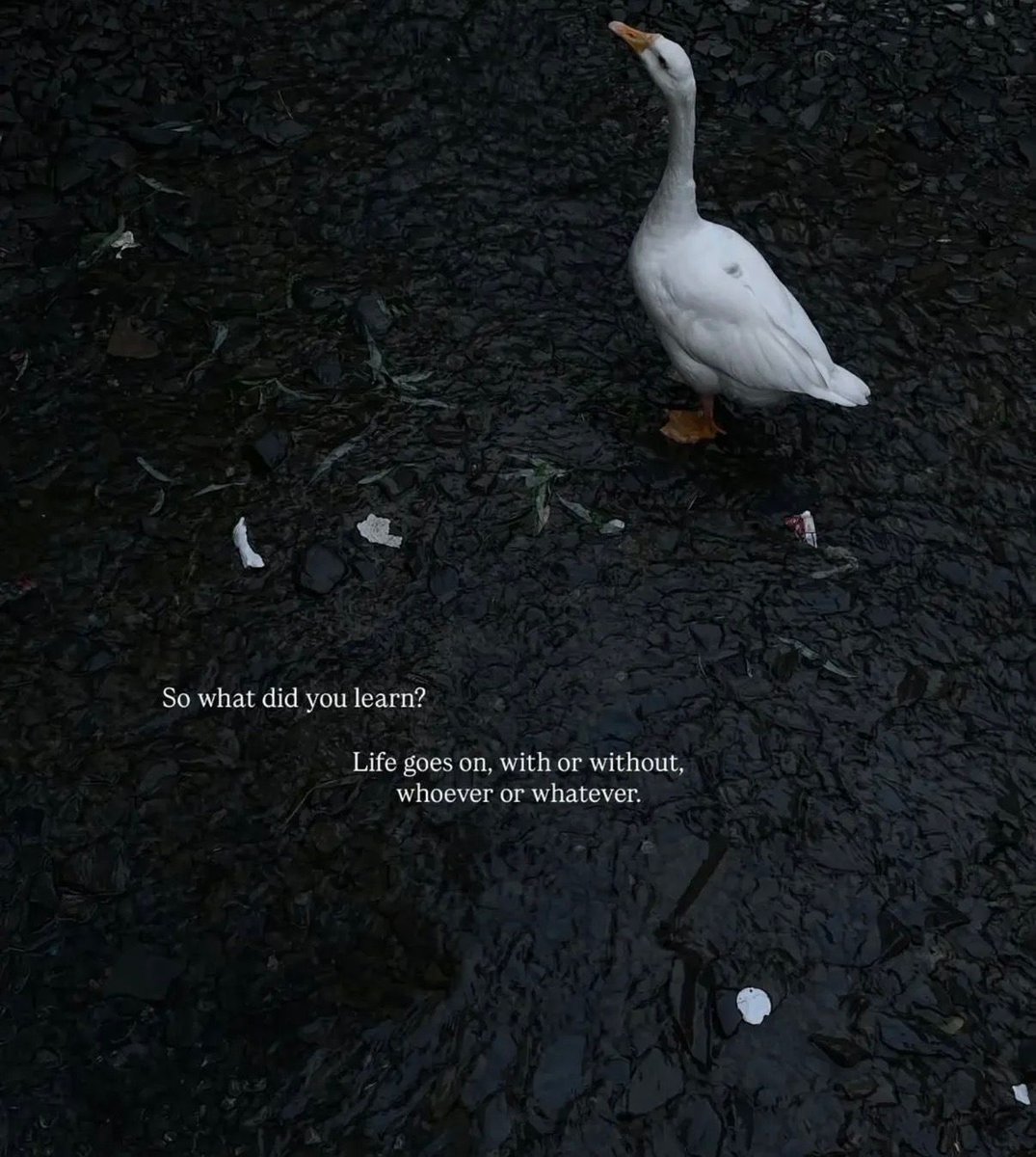 Fearless Soul tweet media