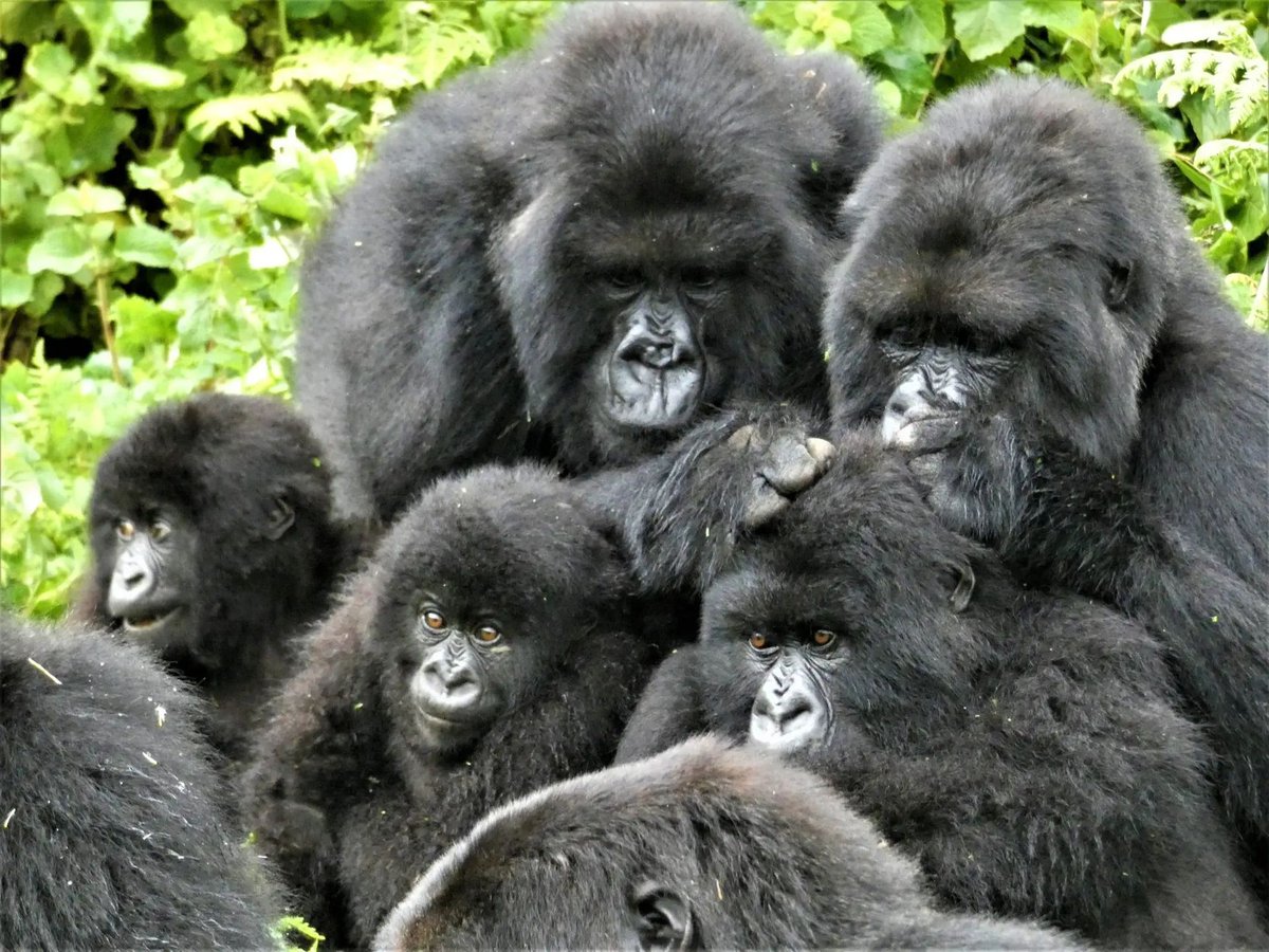 🦍🌿 New research alert! A recent study on gorilla friendships uncovers the intricate dynamics of social relationships in the wild. From companionship to conflicts, these primates are teaching us valuable lessons! #Gorillas #FriendshipGoals #WildlifeWednesday #NatureStudy 🌍🔬
