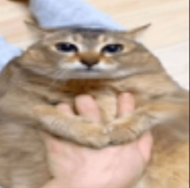 Jebby Jeb tweet media